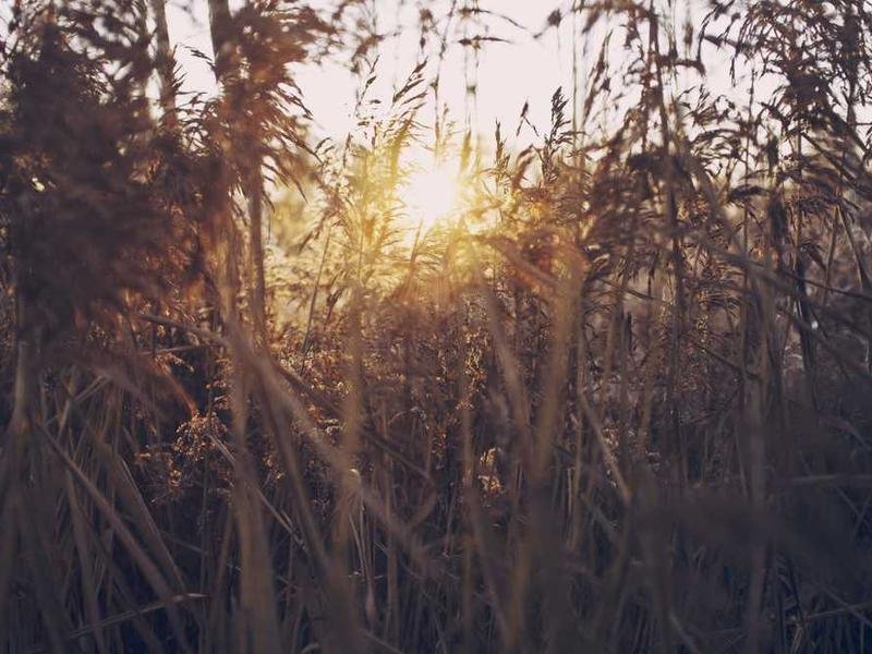 Equipo Web Basneinet